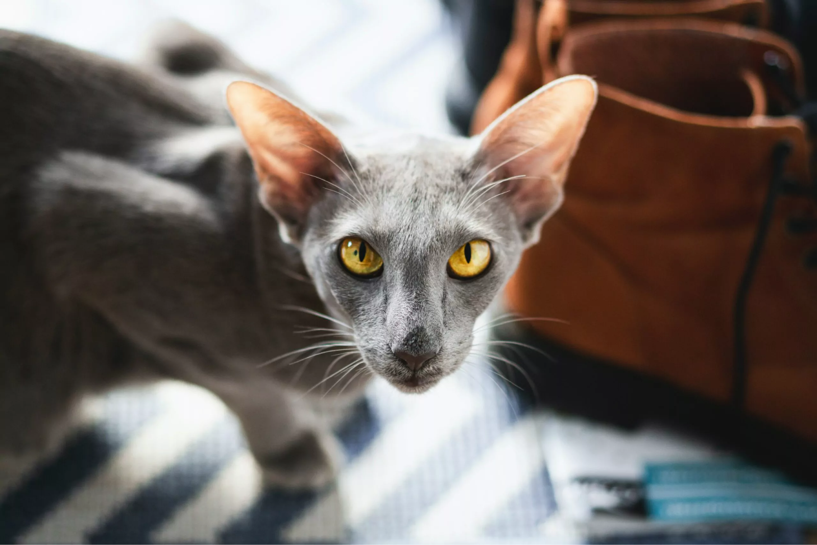 Oriental shorthair