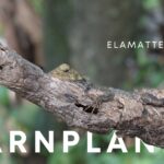 Tarnplanen
