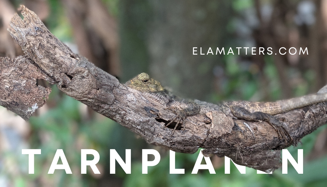 Tarnplanen