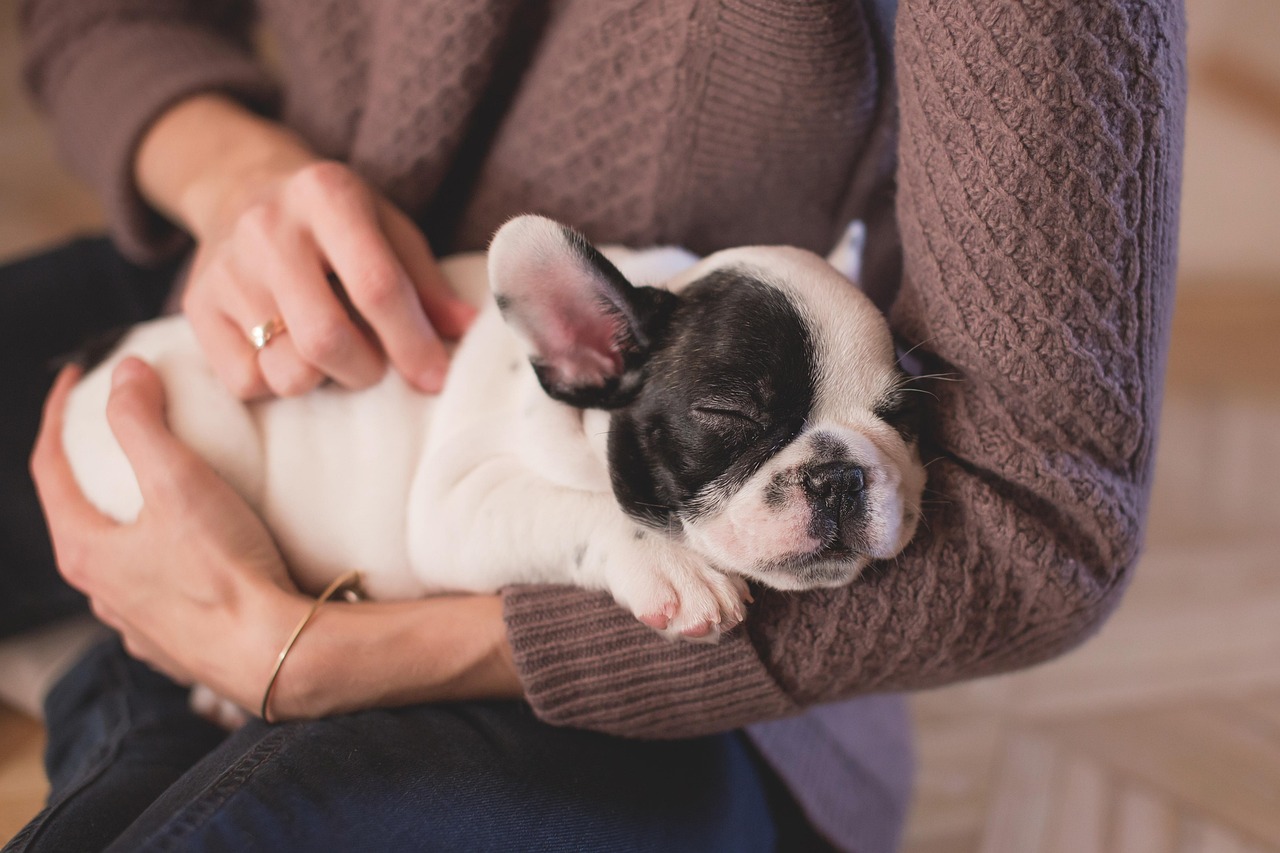 How to Take Care of a Fussy Dog