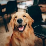The 7 Best Joint Supplements for Dogs in 2025, Ranked by Pet Owners