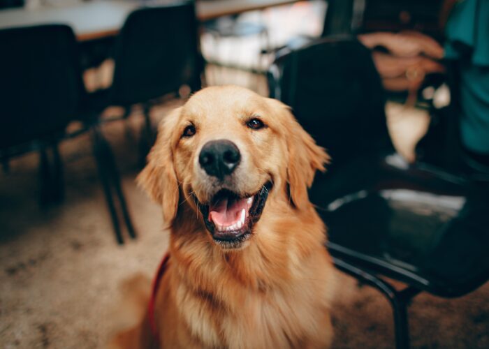 The 7 Best Joint Supplements for Dogs in 2025, Ranked by Pet Owners