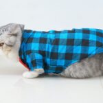 Catsiepants: The Purrfect Mix of Fashion and Feline Fun