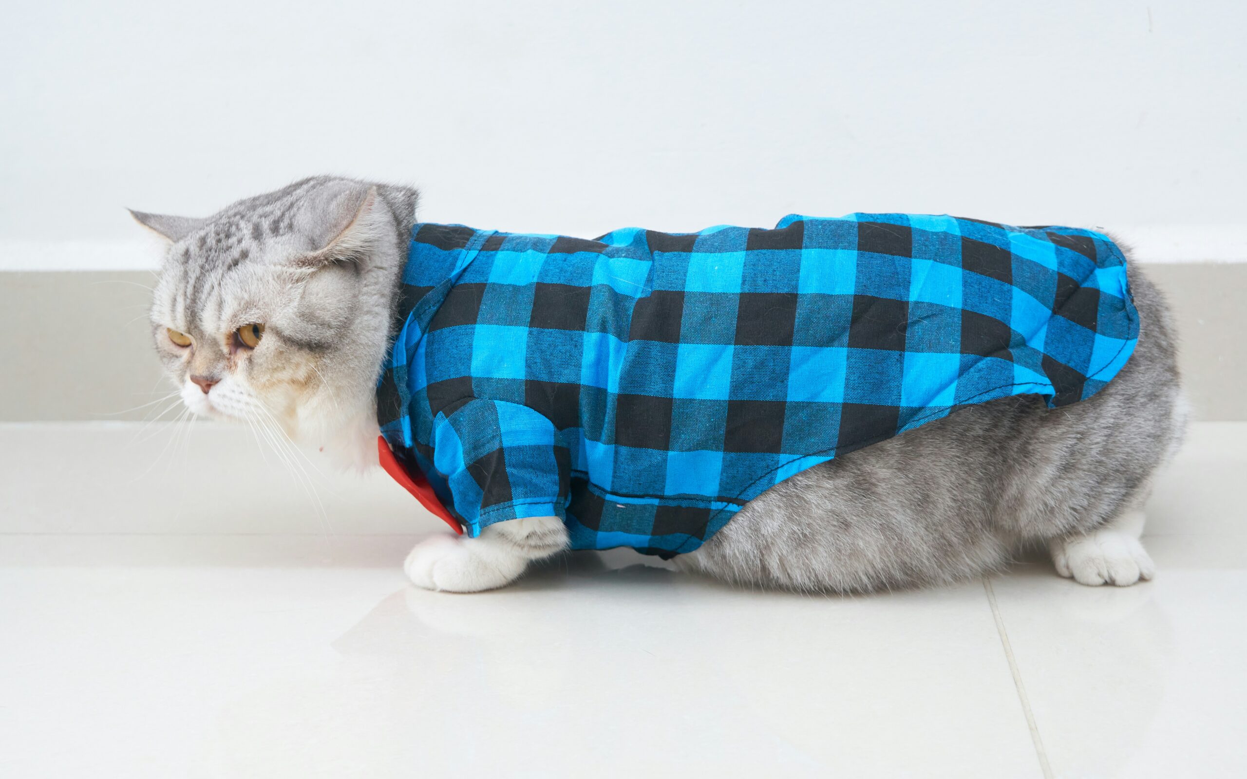 Catsiepants: The Purrfect Mix of Fashion and Feline Fun