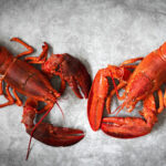 A 2025 Review Of Maine Lobster Now