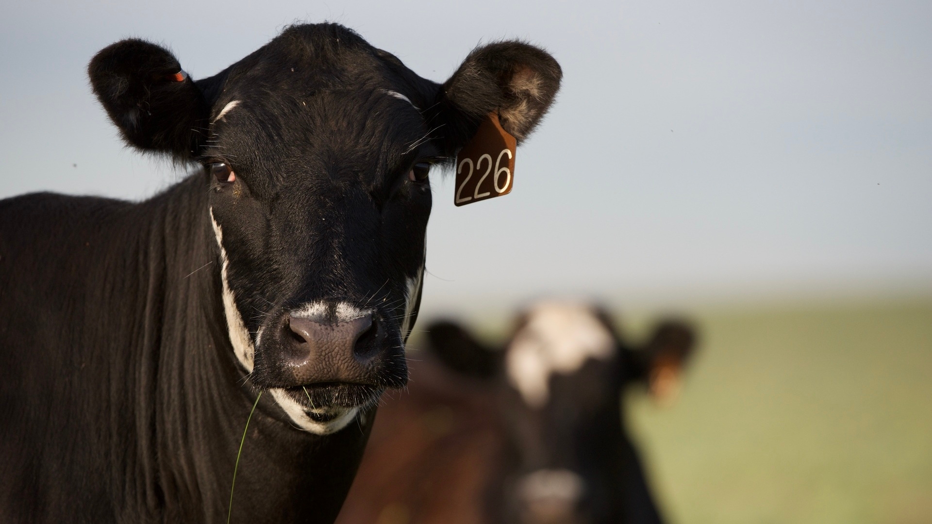 Reduce Parasite Infestation In Cattle
